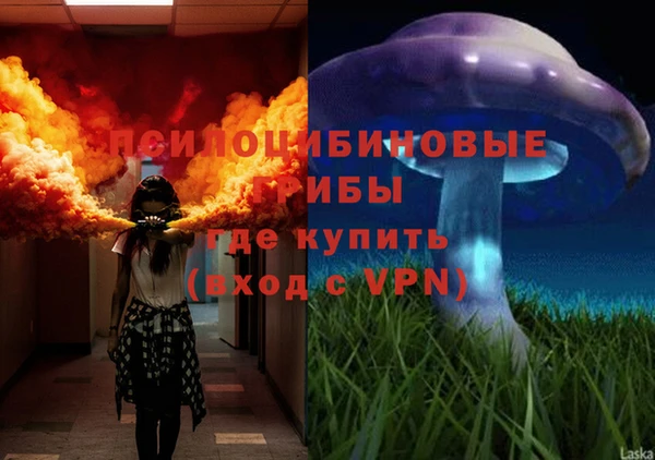 прущие грибы Аркадак